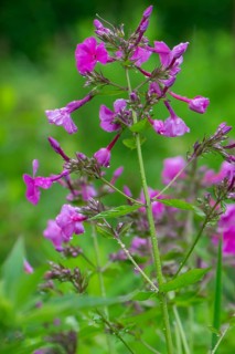 Phlox maculata, meadow phlox with raindrops, North Rhine-Westphalia, Germany, Europe
