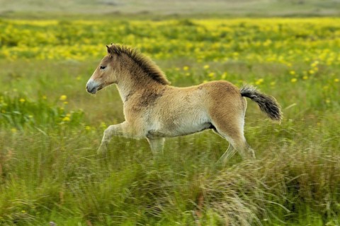 Exmoor pony, Texel Island, Texel Island, Netherlands