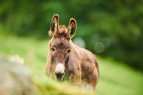 Donkey (Equus africanus asinus), portrait, tirol, Kitzbühel, Wildpark Aurach, Austria, Europe