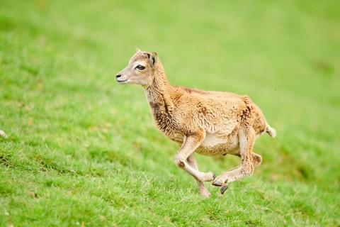 European mouflon (Ovis aries musimon) running standing on a meadow, tirol, Kitzbühel, Wildpark