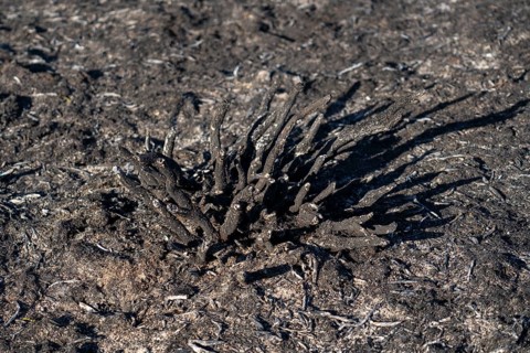 Consequences of a forest fire in the German-Dutch border region near Niederkrüchten-Elmpt, in the