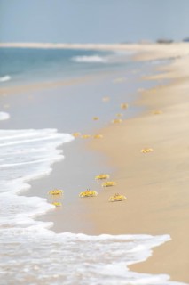 Horn-eyed Ghost crabs (Ocypode brevicornis) at Marari Beach or Strand, Mararikulam, Alappuzha