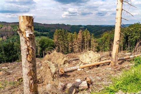 Forest dieback in Sauerland, north of Lüdenscheid, cleared area, diseased trees, over 70 per cent