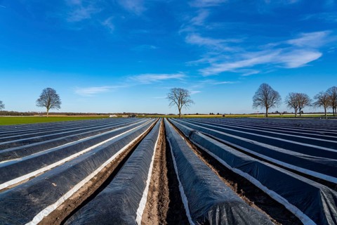 Agriculture on the Lower Rhine, early season, asparagus cultivation in spring, under plastic