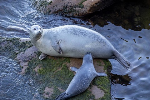 Harbor seal, phoca vitulina vitulina. Baby seal suckling its mother on a rock by the sea. Forillon