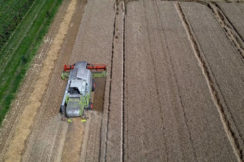 Agriculture, grain harvest, wheat, combine harvester harvesting in a wheat field, near