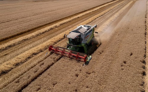 Agriculture, grain harvest, wheat, combine harvester harvesting in a wheat field, near
