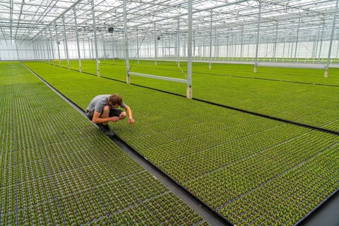 Garden nursery, cuttings, heather, broom heather plants, Calluna vulgaris, in the propagation