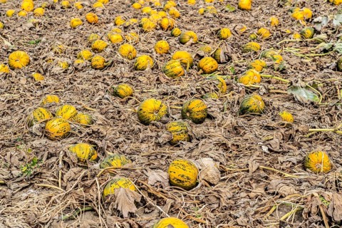 Field with Styrian oil pumpkins, partly dried up due to the drought in summer 2020, on the Lower