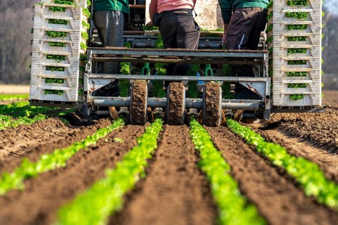 Agriculture, herb gardening, parsley is planted in rows in a field with a planting machine