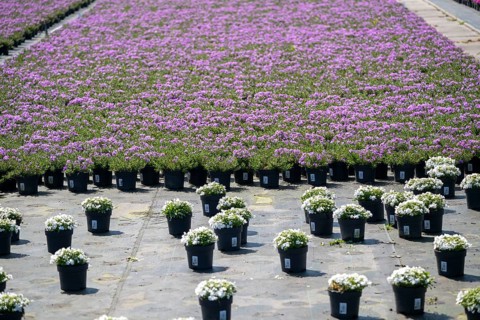 Nursery, plant breeding, ornamental plants grow in flower pots, outdoors, Düsseldorf-Volmerswerth,