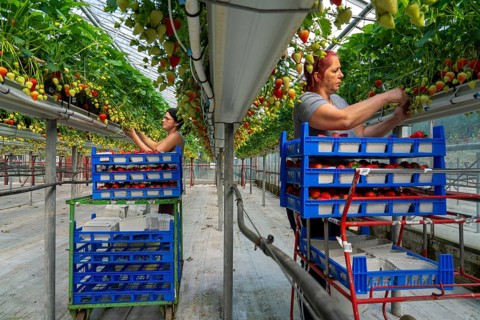 Harvesting strawberries, harvest helper, strawberry cultivation in the greenhouse, young strawberry