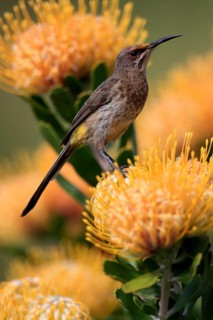 Cape Honeybird (Promerops cafer), adult, female, on flower, Protea, vigilant, Kirstenbosch Botanic