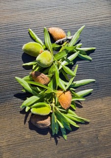 Fresh and dried almonds with leaves on a wooden table. Mixture of natural colours, green and brown,