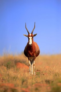 Bontebok (Damaliscus pygargus), adult, alert, foraging, Mountain Zebra National Park, South Africa,