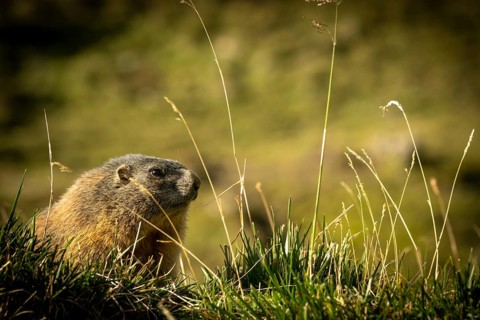 Marmot (Marmota marmota) in the morning sun, Tschagguns, Rätikon, Montafon, Vorarlberg, Austria,