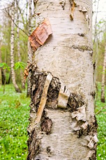 Bark on a Birch tree on a tree trunk in a deciduous forest at spring