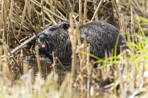Nutria (Myocastor coypus), beaver rat, foraging in reeds, wildlife, Germany, Europe