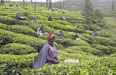Indian tea pickers on a tea plantation, Thekkady, Kerala, India, Asia