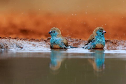 Angolan butterfly finch (Uraeginthus angolensis), blue-eared butterfly finch, adult, two birds, at