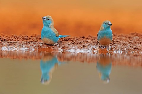 Blue-winged Oriole (Uraeginthus angolensis), Angola Butterfly Finch, adult, two birds, at the