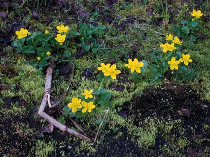 Marsh Marigold (Caltha palustris) flowering alongside a stream, May, Finnish Lapland