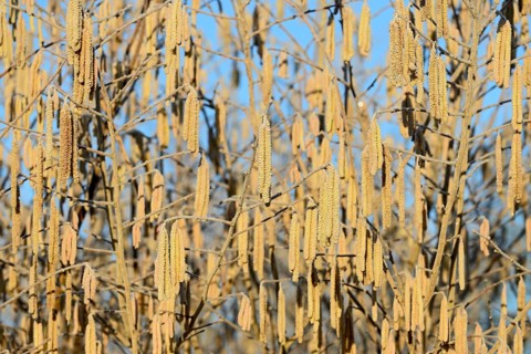 Common hazels (Corylus avellana), hazel bush, male hazelnut blossoms with hoarfrost, blue sky,