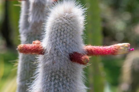 Blossoms of the wooly torch (Cleistocactus strausii), Botanical Garden, Erlangen, Middle Franconia,