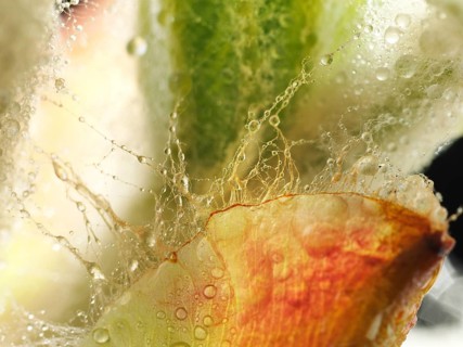 Chestnut, common horse-chestnut (Aesculus hippocastanum), detail of bud, resin droplets and fine
