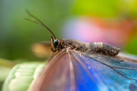 Close-up, Morpho helenor, blue Anaxibia morpho butterfly sitting on a leaf, Alajuela province,