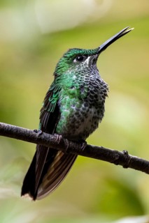 Green-crowned brilliant (Heliodoxa jacula) sitting on a branch, Monteverde Cloud Forest, Monte