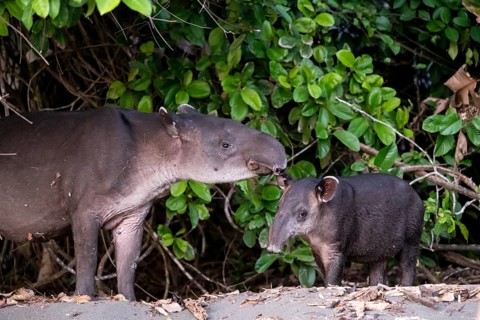 Baird's tapir (Tapirus bairdii), mother and young, in the rainforest, Corcovado National Park, Osa,
