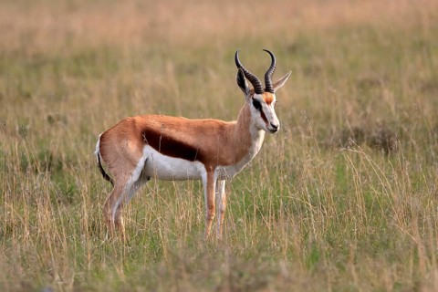 Springbok (Antidorcas marsupialis), adult, male, foraging, alert, Mountain Zebra National Park,