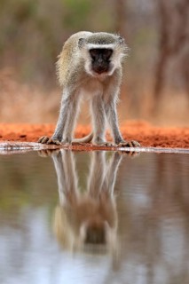 Vervet Monkey (Chlorocebus pygerythrus), adult, at the water, alert, Kruger National Park, Kruger