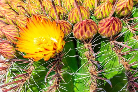 Flowering cactus (Ferocactus), Santa Eularia des Rui, Ibiza, Balearic Islands, Mediterranean Sea,