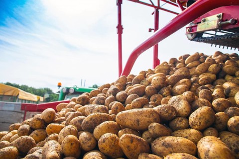 Agriculture harvesting of table potatoes in Mutterstadt, Palatinate