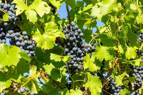 Ripe Dornfelder grapes in the Palatinate. The 2023 vintage is exceptionally good