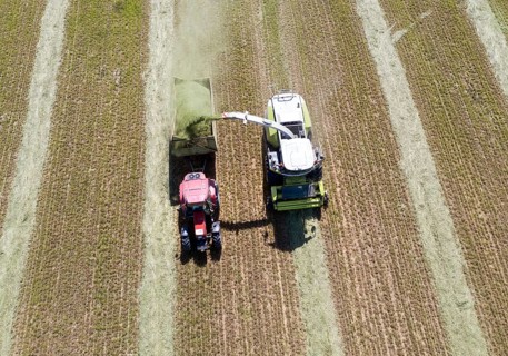 Aerial view of forage harvesting on an organic farm. A forage harvester transports the chopped