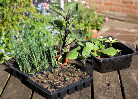 Trays of vegetable seedlings on an outside garden table, UK