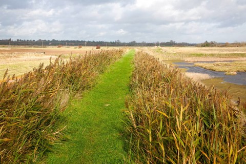 Green grass path between reeds on the flood defence sea wall near Shingle Street, Suffolk, England,