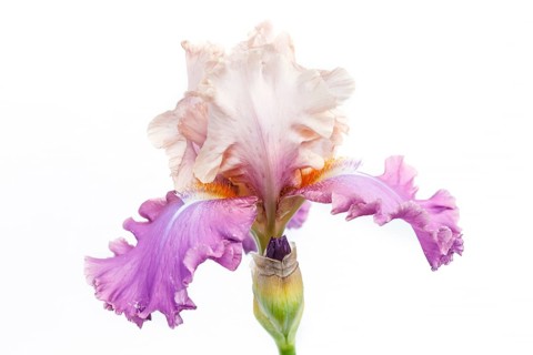 Beautiful multicolored iris flower isolated in white. Close up
