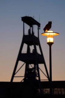 Eurasian eagle-owl (Bubo bubo), adult male, sitting on a lantern, in the background the winding