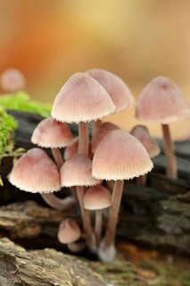 Large blood helminth (Mycena haematopus), North Rhine-Westphalia, Germany, Europe