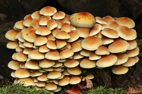 Sulphur tuft (Hypholoma fasciculare), North Rhine-Westphalia, Germany, Europe