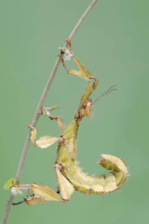 Giant prickly stick insect (Extatosoma tiaratum), female, captive, occurrence in Australia