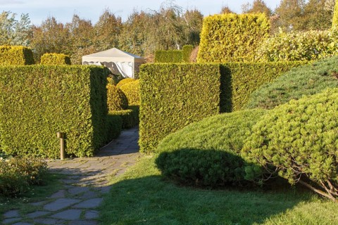 Cottage garden with green lawn, trees, hedges, trimmed bushes and large mountain pines. Modern