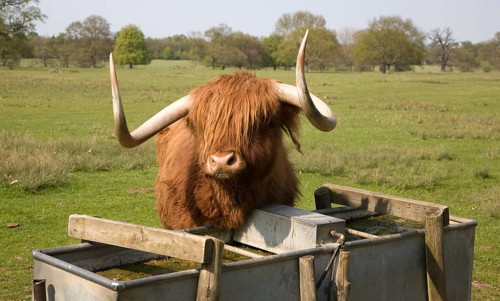 Longhorn Highland cattle at Helmingham Hall, Suffolk, England, United Kingdom, Europe