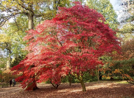 Japanese maple trees in autumn colour, Acer Palmatum, National arboretum, Westonbirt arboretum,