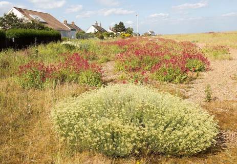 The Curry plant, Helichrysum italicum, and Red Valerian, Centranthus ruber, Shingle Street,