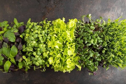 Set of boxes with microgreen sprouts of purple and green basil, sunflower, radish, lettuce on black